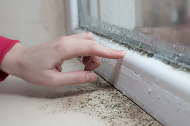 Best Environmental Consulting for Mold Prevention  in Fairborn, OH